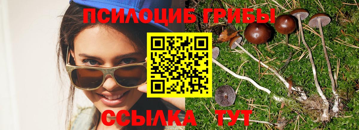 Сергиев Посад  Галлюциногенные грибы Cubensis  Вход с VPN 